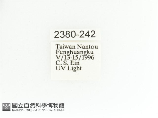 艷金龜藏品圖，第2張