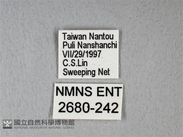 異粉蝶、雌白黃蝶藏品圖，第3張