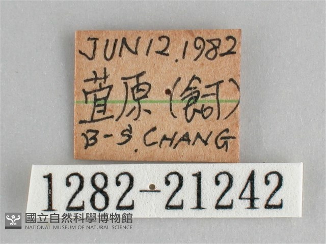 森林暮眼蝶、黑樹蔭蝶藏品圖，第3張