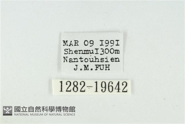 寬紋黃毒蛾藏品圖，第3張