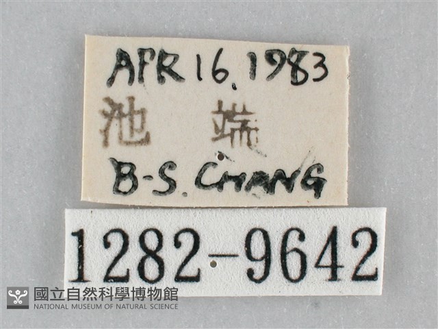 澄線尺蛾藏品圖，第3張