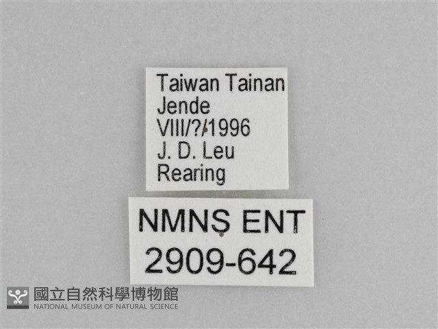 樺斑蝶藏品圖，第3張