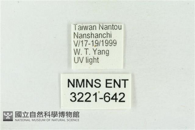 臺洒波紋蛾藏品圖，第3張