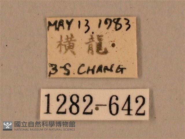 背中白天蛾藏品圖，第3張