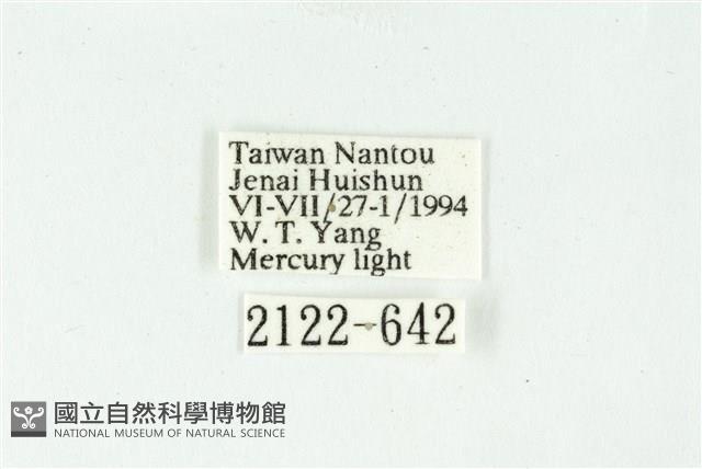 白斑散紋夜蛾藏品圖，第3張