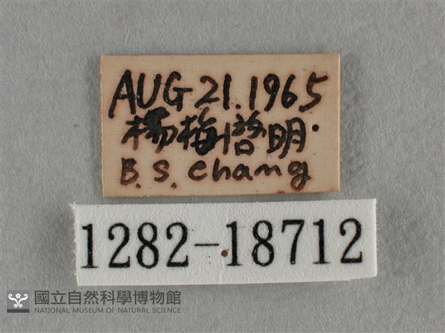 黑星灰蝶藏品圖，第3張