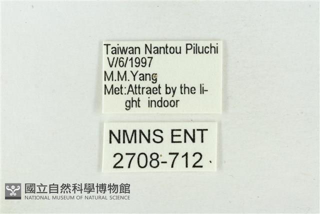 臺美波紋蛾藏品圖，第3張