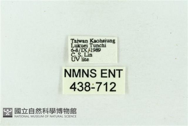 臺雪苔蛾藏品圖，第3張