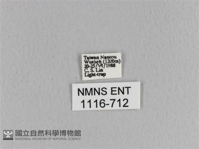 大褐斑枯葉蛾藏品圖，第3張