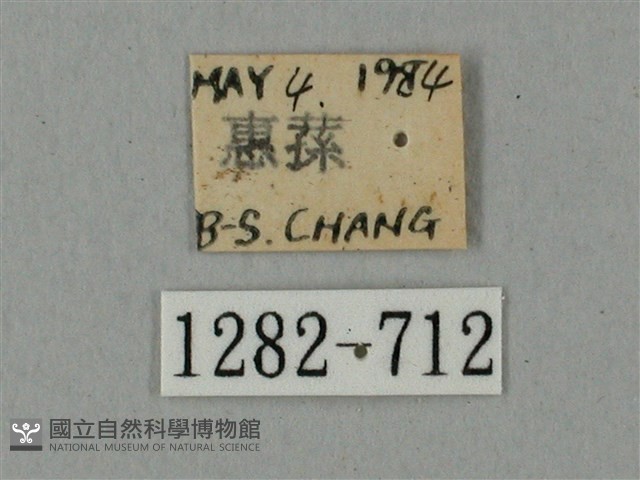 鬼臉天蛾藏品圖，第3張