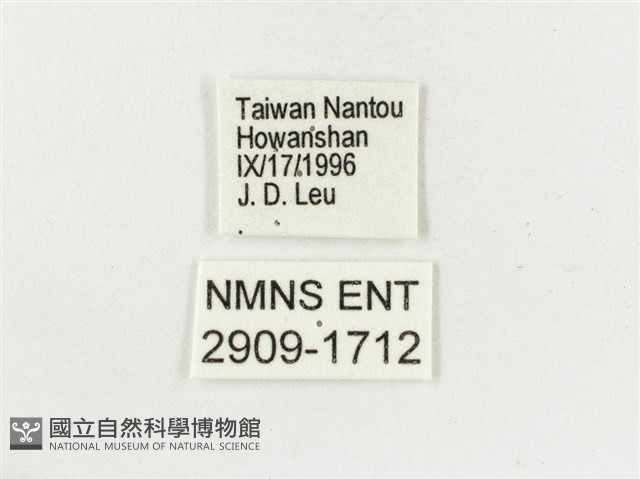 白斑蔭眼蝶藏品圖，第3張