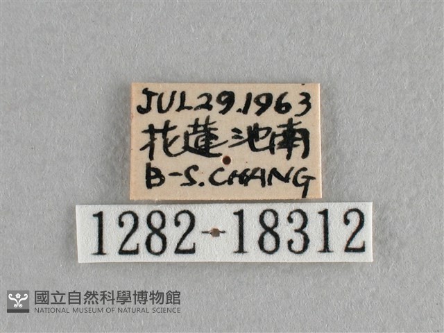 異色尖粉蝶藏品圖，第3張