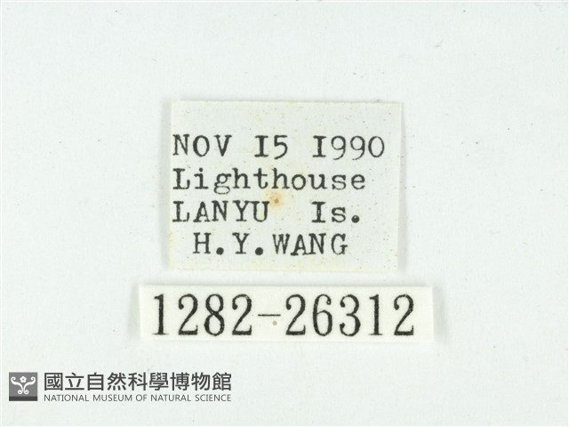 叉紋閃舞蛾藏品圖，第3張