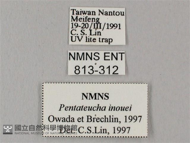 井上氏絨毛天蛾藏品圖，第3張