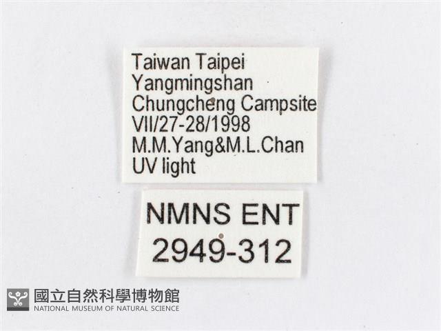 蓬萊茶斑蛾藏品圖，第3張