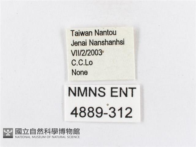 蓬萊茶斑蛾藏品圖，第3張