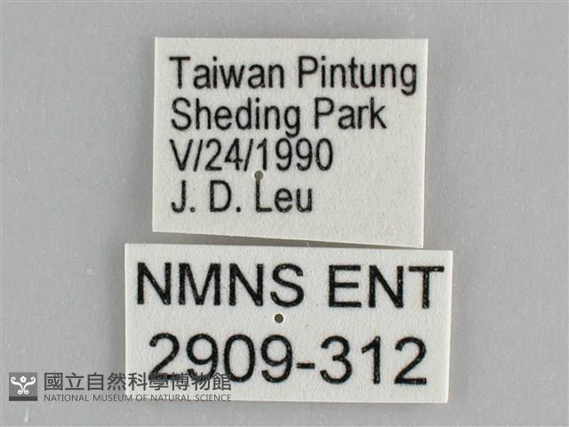 遷粉蝶、淡黃蝶藏品圖，第3張