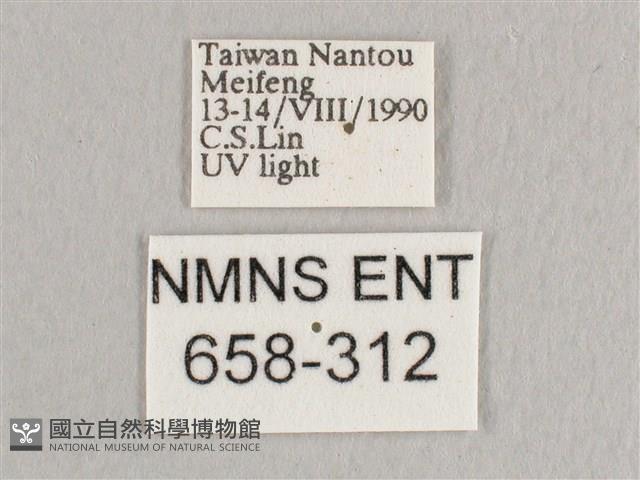 銀端帶鉤蛾藏品圖，第3張