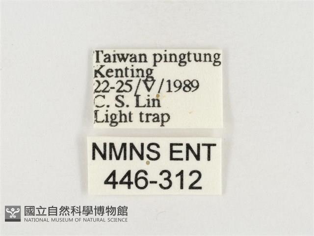 榕透翅毒蛾藏品圖，第3張