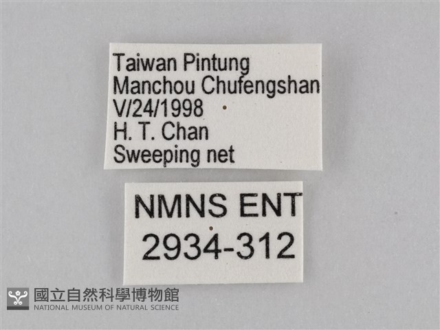 密紋波眼蝶藏品圖，第3張