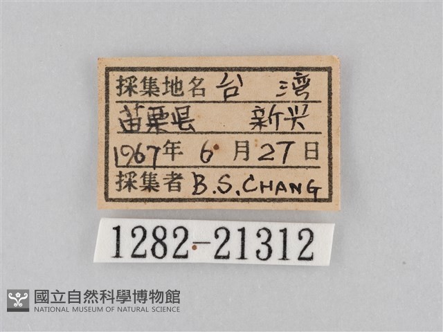 大波眼蝶藏品圖，第3張