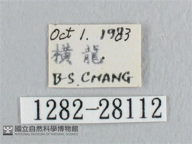 銀斑黃鉤蛾藏品圖，第3張