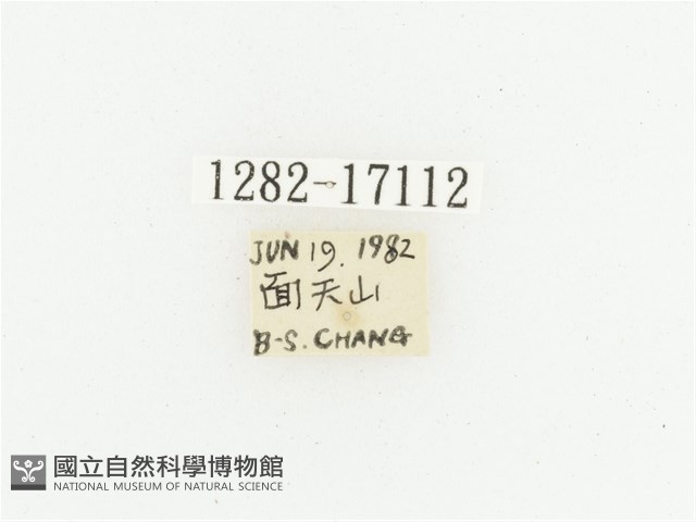 臺灣跗花金龜藏品圖，第2張