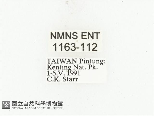 藍艷白點花金龜藏品圖，第2張