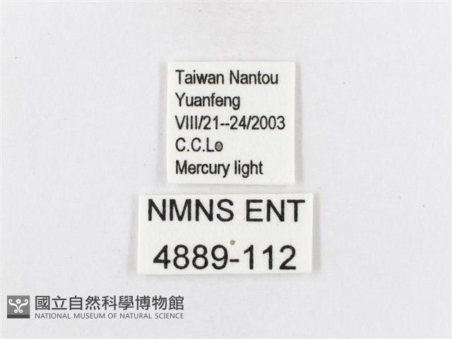 蓬萊茶斑蛾藏品圖，第3張