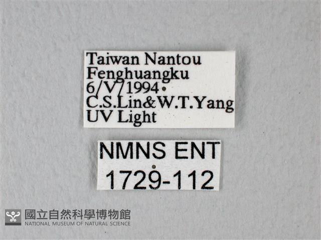 緣點白粉蝶藏品圖，第3張