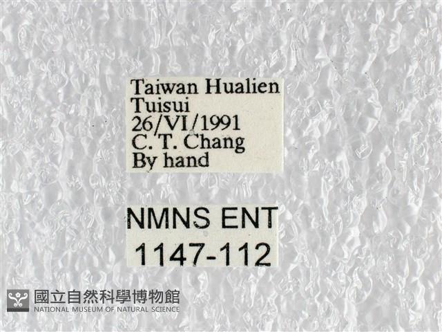 花鳳蝶、無尾鳳蝶藏品圖，第3張