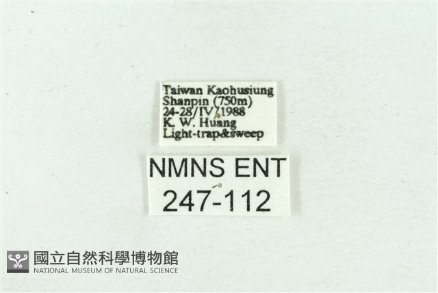 菊池污燈蛾藏品圖，第3張