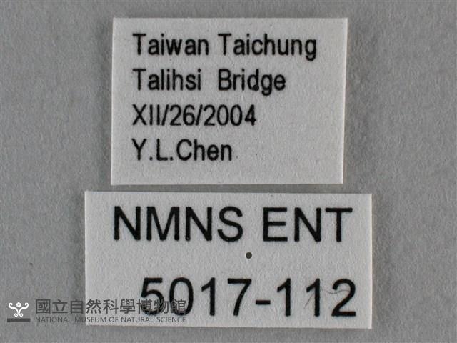 雅波灰蝶藏品圖，第3張