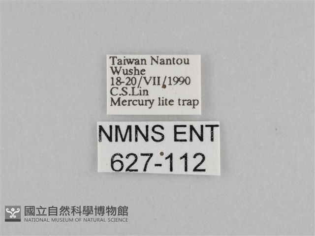 紫帶眉眼蝶藏品圖，第3張
