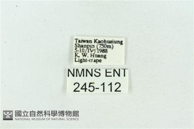 菊池污燈蛾藏品圖，第3張