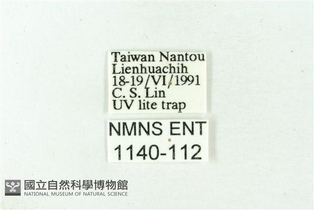 赭新污燈蛾藏品圖，第3張