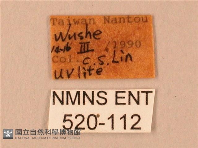 臺灣鋸翅天蛾藏品圖，第3張