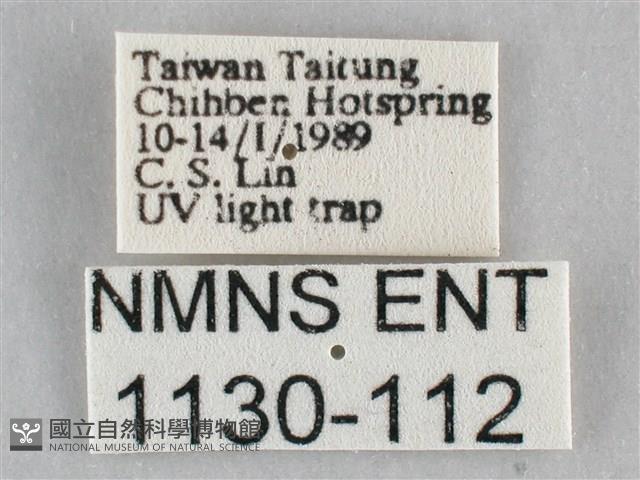 一點擬燈蛾藏品圖，第3張