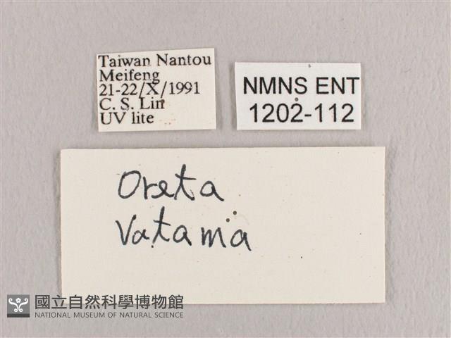 銀端帶鉤蛾藏品圖，第3張