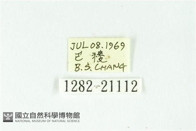 魑魅星弄蝶藏品圖，第3張