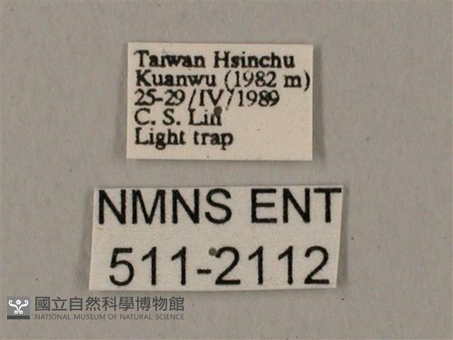 圓斑鷹翅天蛾藏品圖，第3張