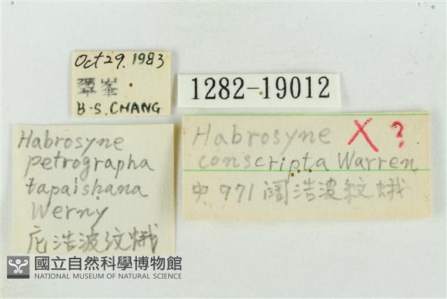 寬帶波紋蛾藏品圖，第3張