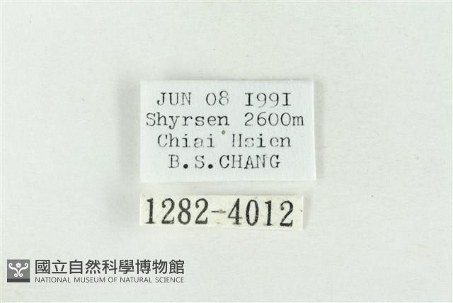 連珠波紋蛾藏品圖，第3張