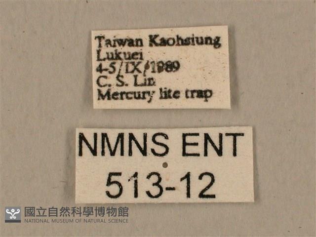 背中白天蛾藏品圖，第3張