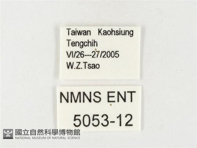 黃裙遷粉蝶藏品圖，第3張