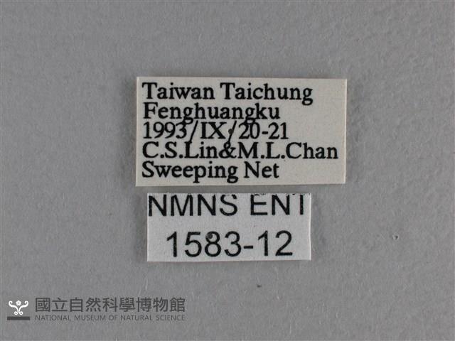 竹橙斑弄蝶藏品圖，第3張