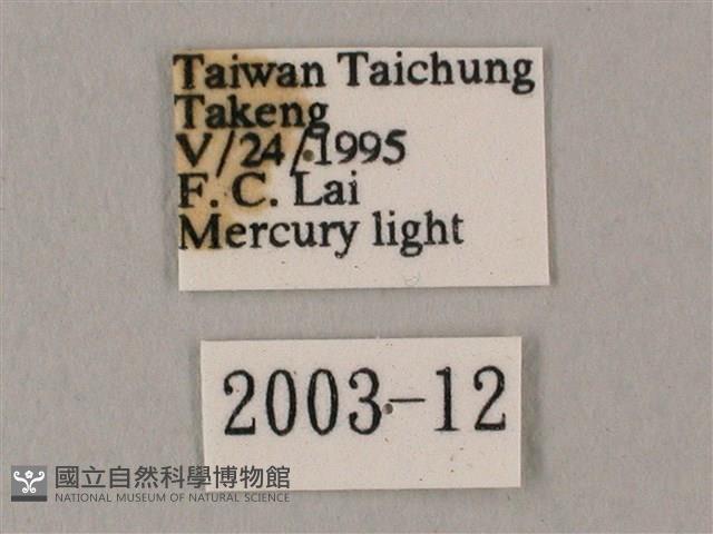 白點天蛾 藏品圖，第3張