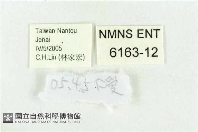 黃尖襟粉蝶藏品圖，第3張