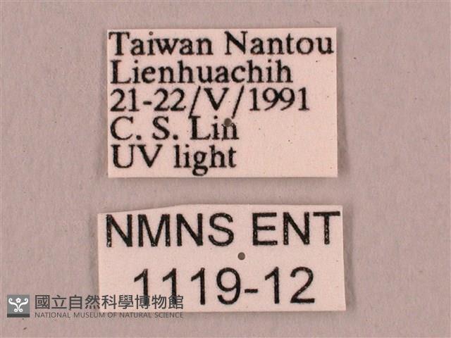 直翅六點天蛾藏品圖，第3張