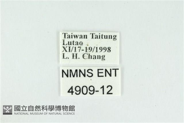 折列藍灰蝶沖繩亞種藏品圖，第3張